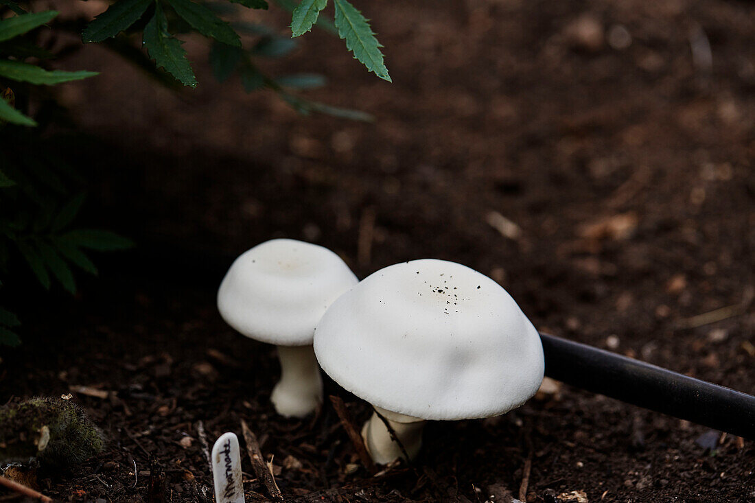 Two mushrooms grow in soil