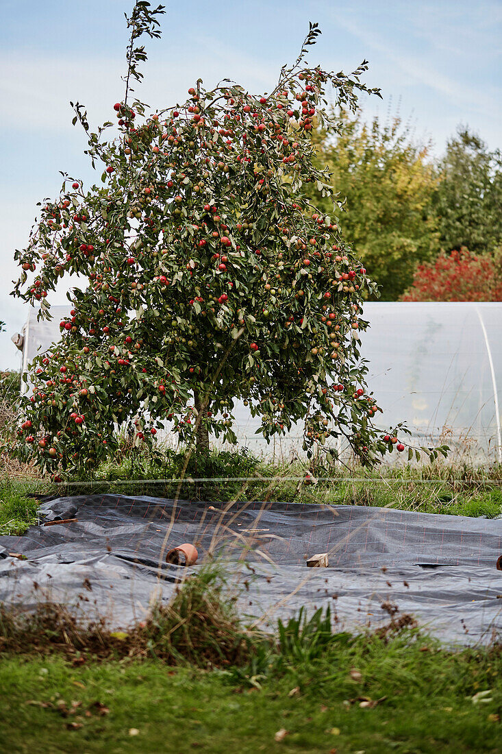 Plastic sheeting below apple tree at Old Lands kitchen garden Monmouthshire, UK