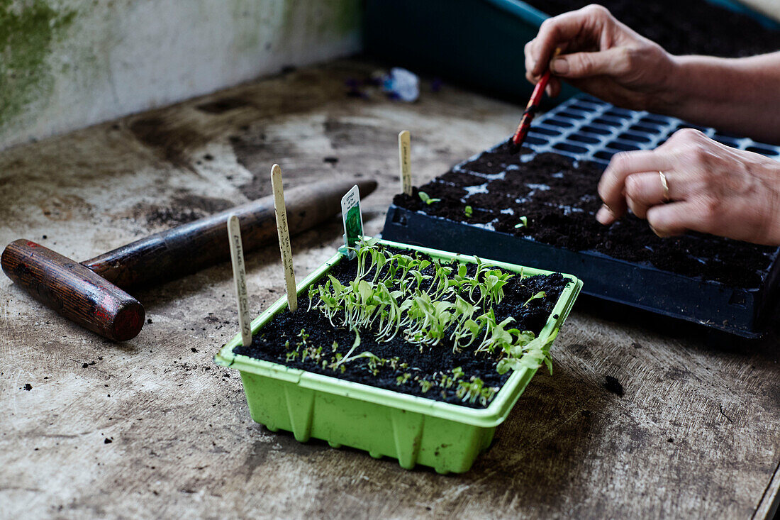 Gardener adding seedlings to seed tray at Old Lands kitchen garden Monmouthshire, UK