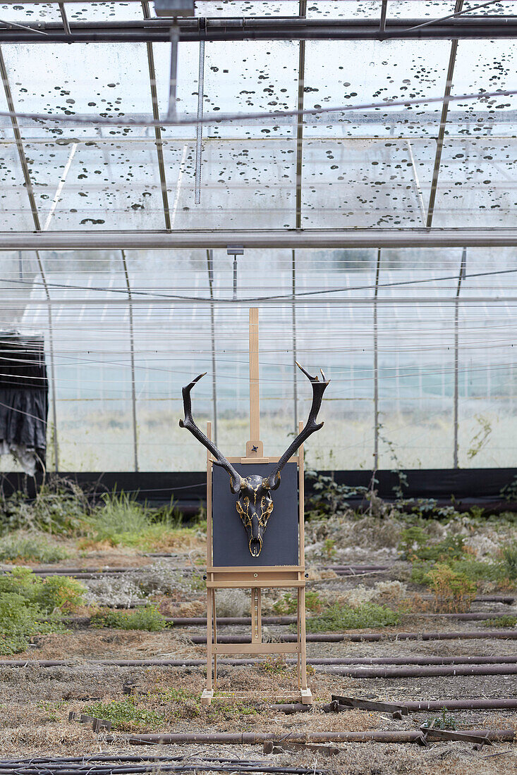 Black painted antlers on chalkboard inside greenhouse Somerset, UK