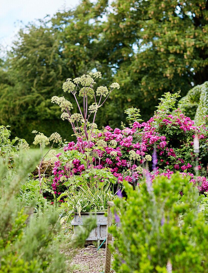 PInk flowers in garden of Oxfordshire farmhouse, UK