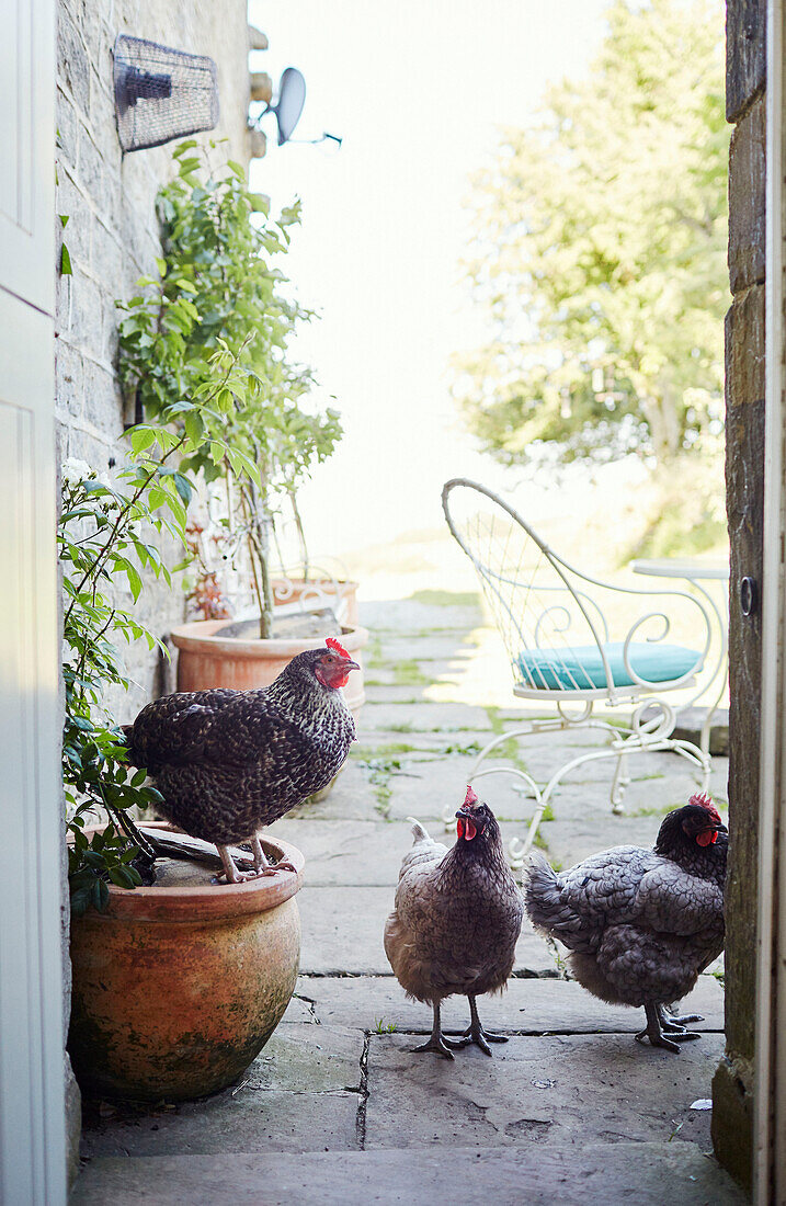 Three chickens at back door of Yorkshire farmhouse, UK