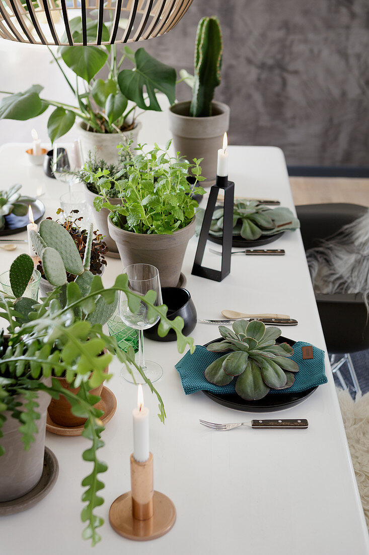 Gedeckter Tisch mit Zimmerpflanzen als Deko, Sukkulente auf dem Teller