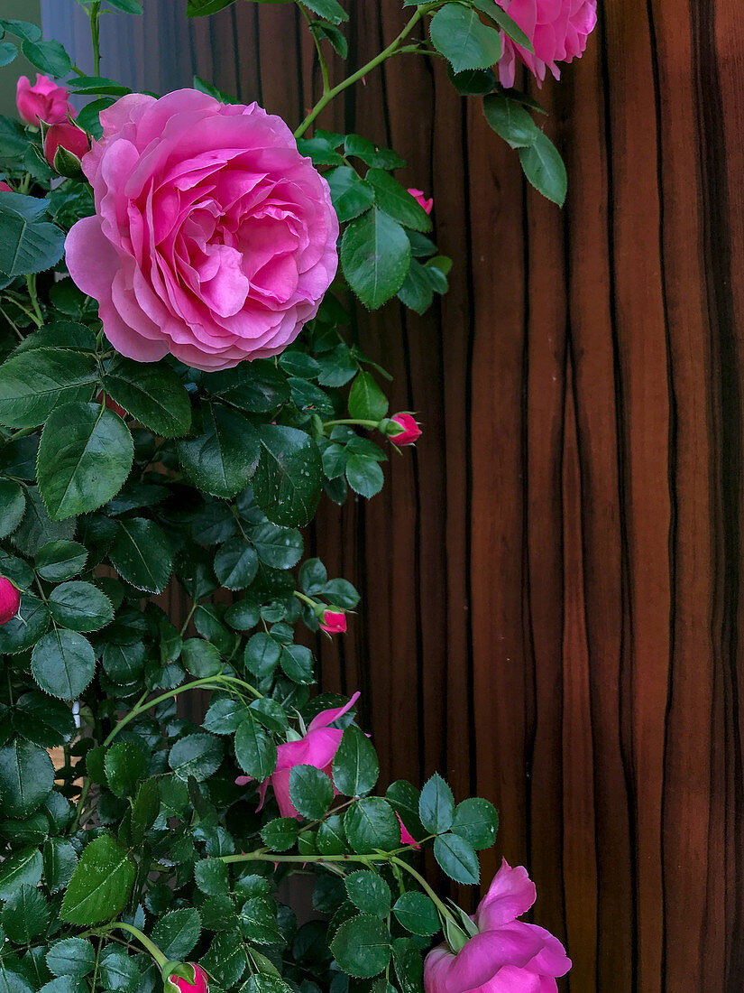 Vintage shrub rose 'Sansibar'