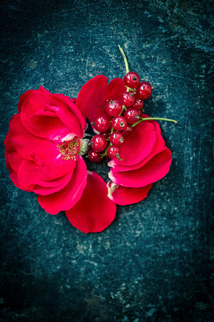 Rosenblüte und rote Johannisbeere