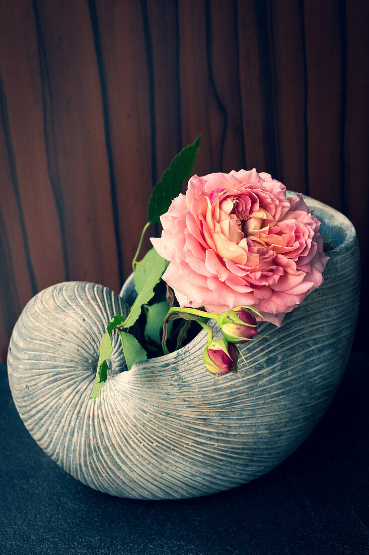 Rose in ceramic nautilus shell