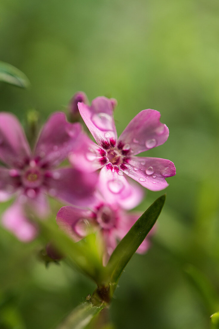 Droplets of water on moss phlox flowers