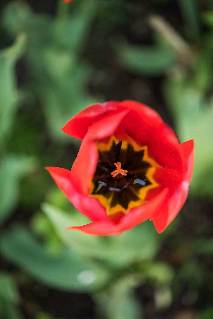 Rote Tulpenblüte (Draufsicht)