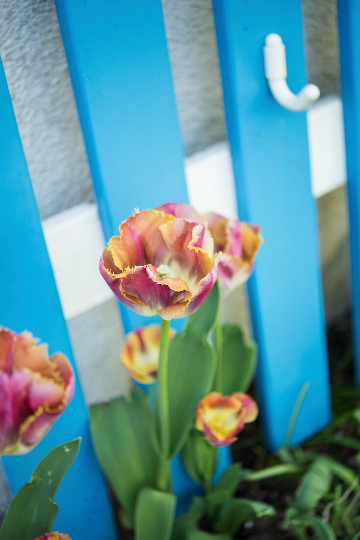 Red and yellow fringed tulips in front of a blue grid