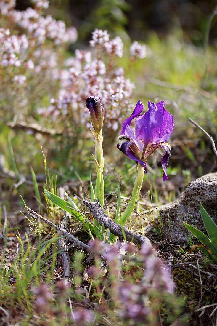 Crimean iris (Iris lutescens) in garden