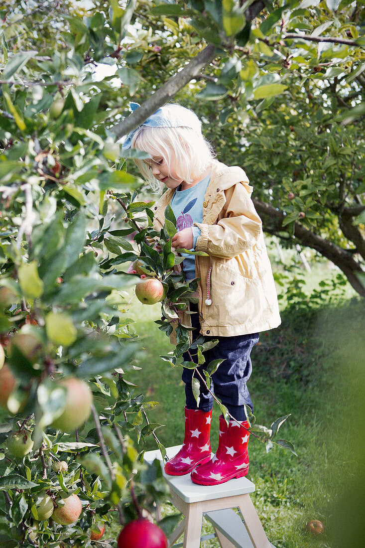 Mädchen in Gummistiefeln auf einer Leiter am Apfelbaum im Garten