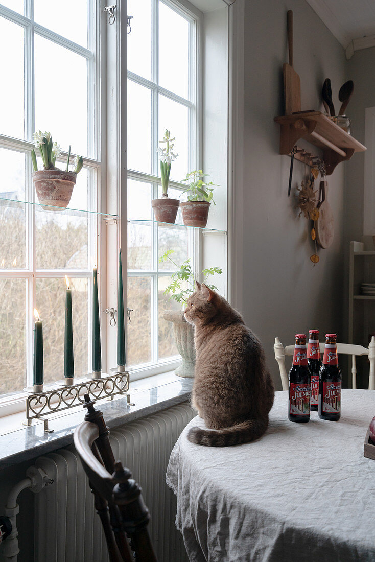 Cat sitting on table next to window with window shelves in rustic kitchen