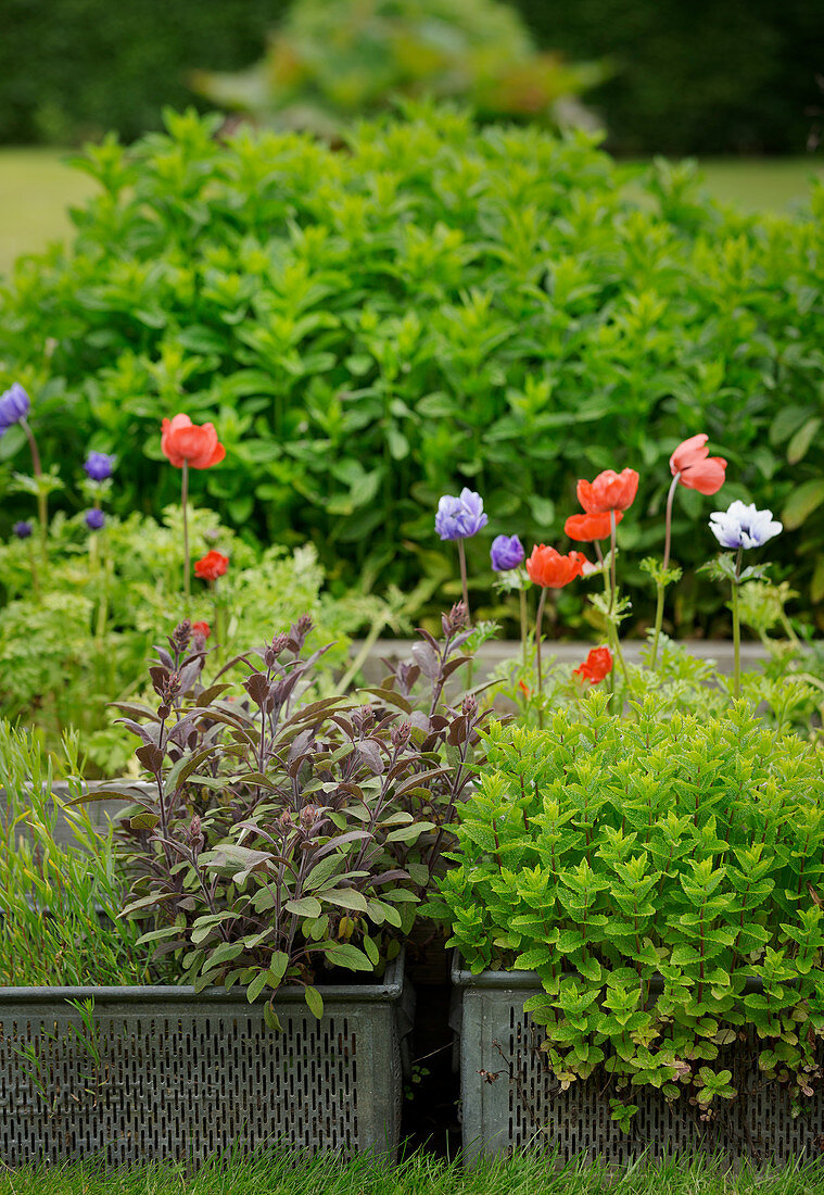 Kräuter und Blumen in Metallkörben als Pflanzgefäße im Garten