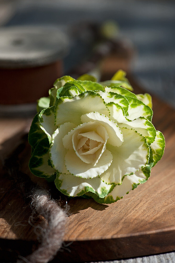 White ornamental cabbage on wooden board in sunlight