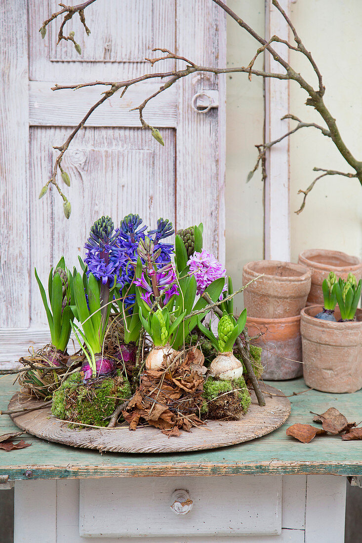 Arrangement of hyacinth and moss kokedamas on wooden board