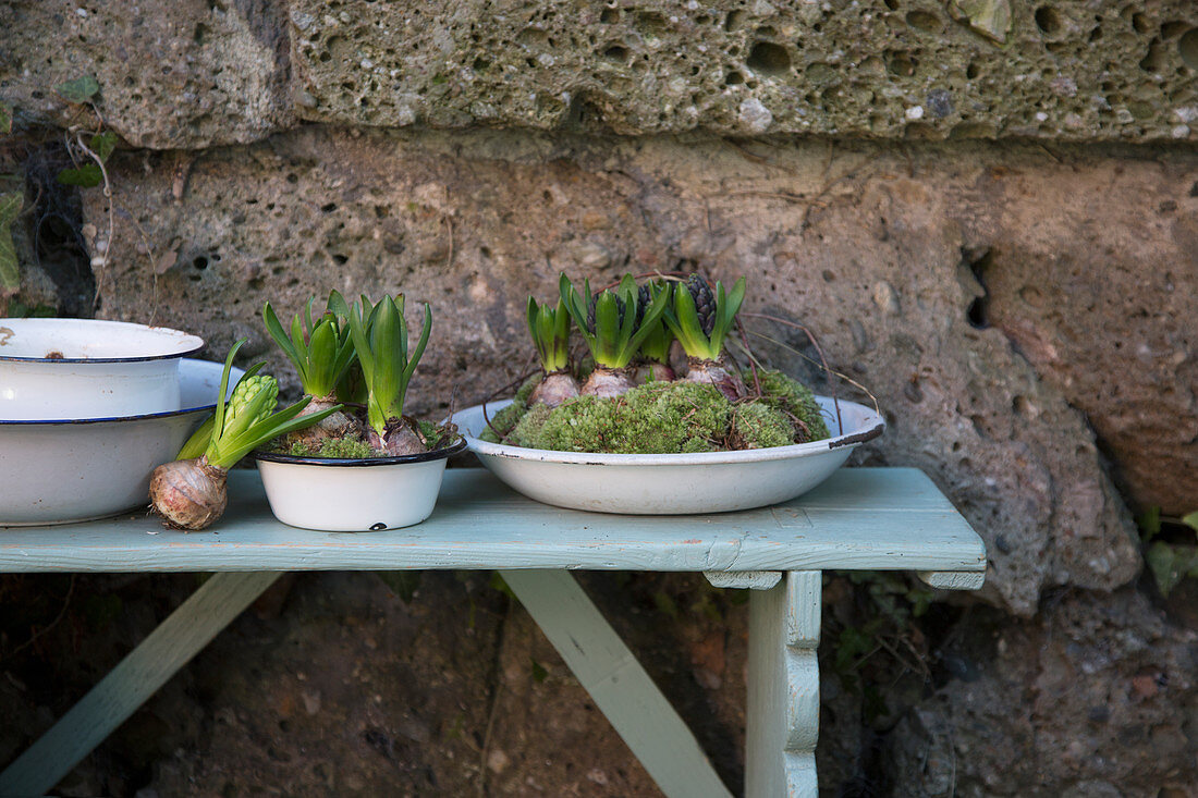 Budding hyacinths and moss in enamel dishes