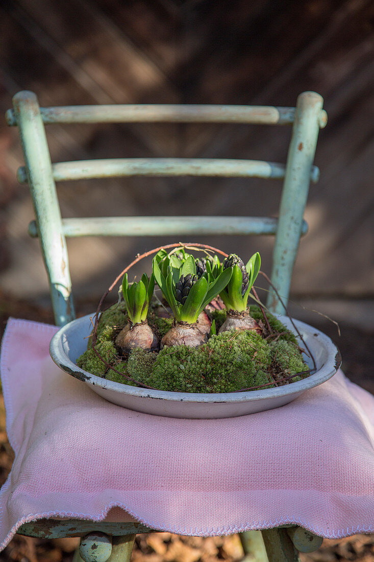 Budding hyacinths and moss in enamel dish