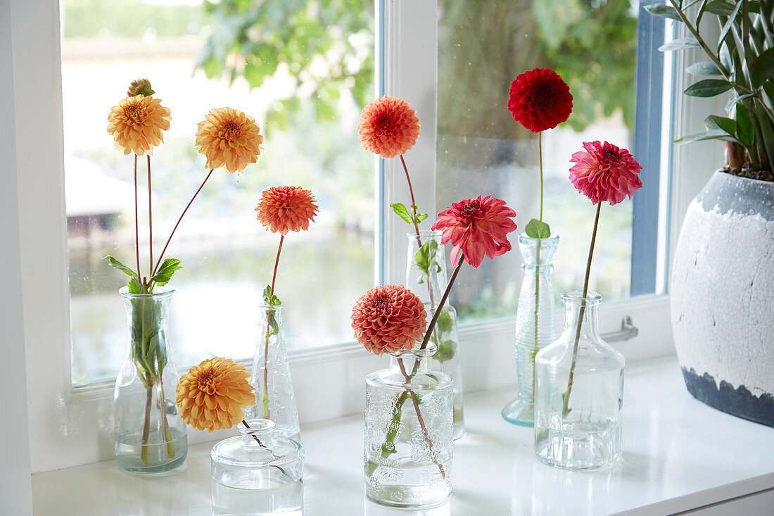Einzelne Blüten von Dahlien in Vasen am Fenster