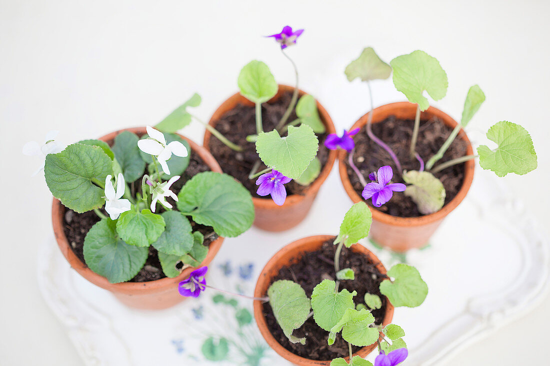 Violets in terracotta pots