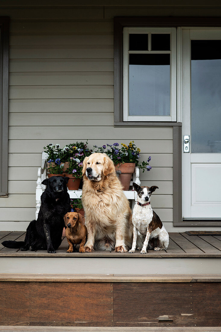 Four dogs on veranda in front of wooden house