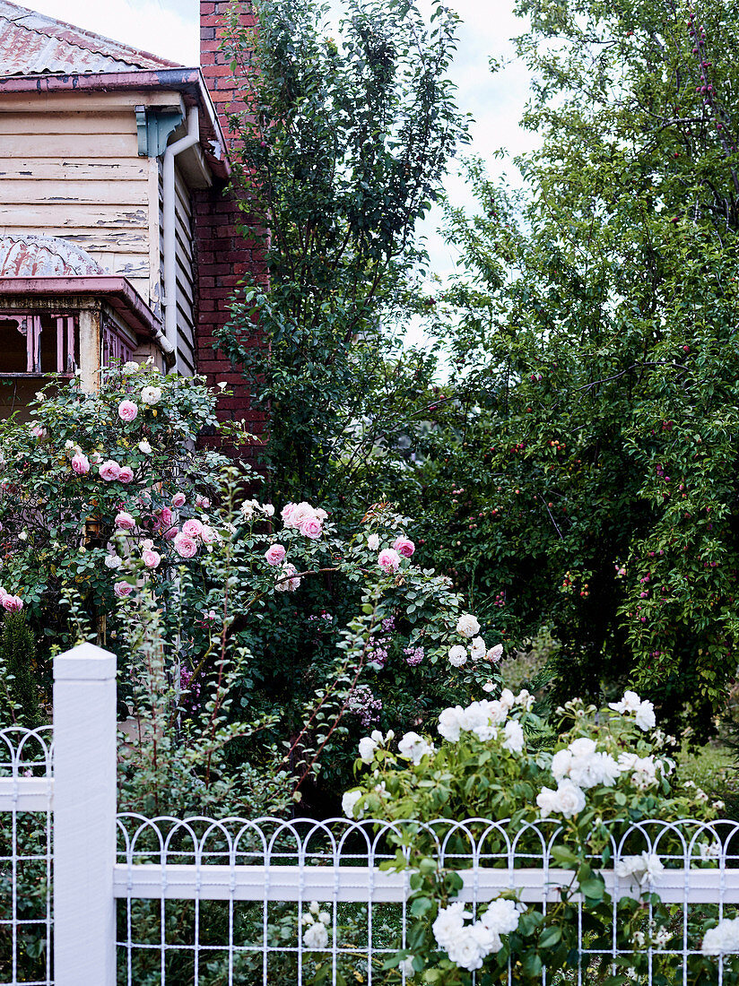 Blick vom Gartenzaun auf Rosensträuche