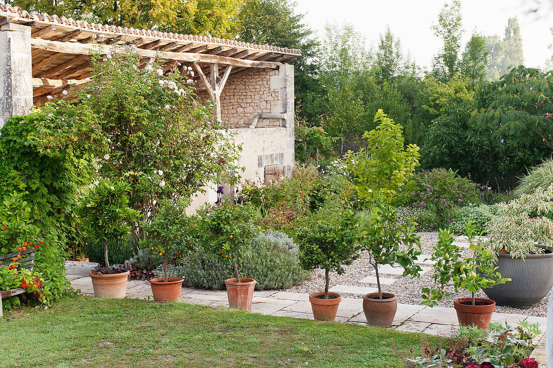 Row of potted citrus trees on stone paving in garden with an old barn
