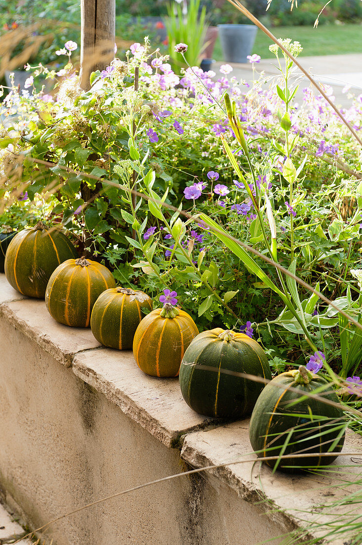 Row of pumpkins on terrace wall