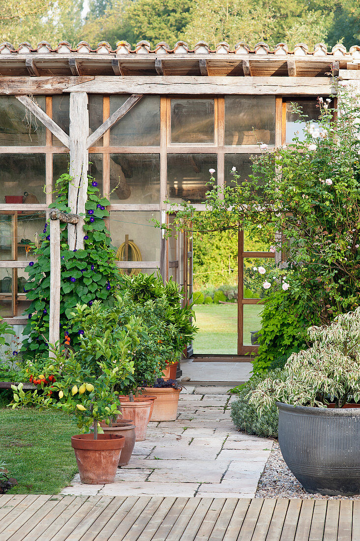 Zitrusbäumchen in Terrakottatöpfen, gepflasterter Weg und Glashaus im Garten