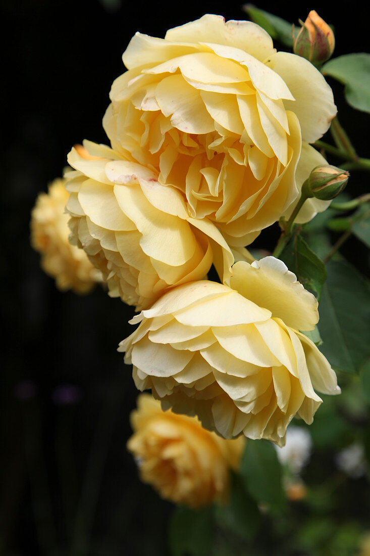 Englische Rose 'Golden Celebration'