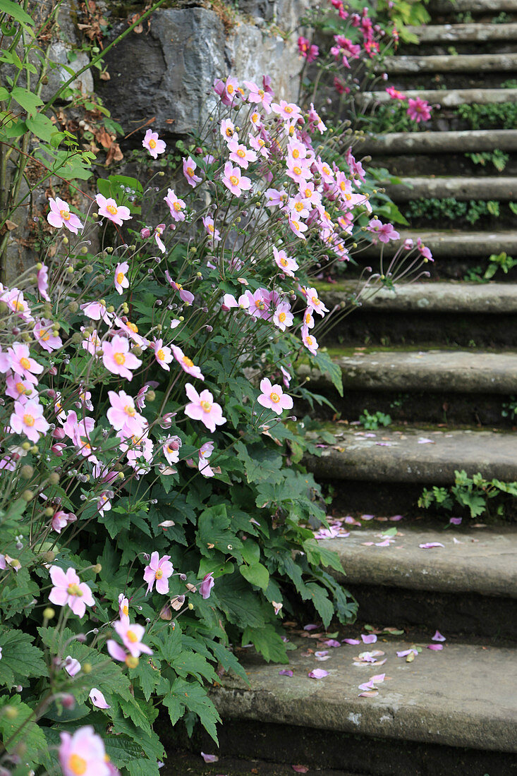 Flowering Japanese anemones next to steps