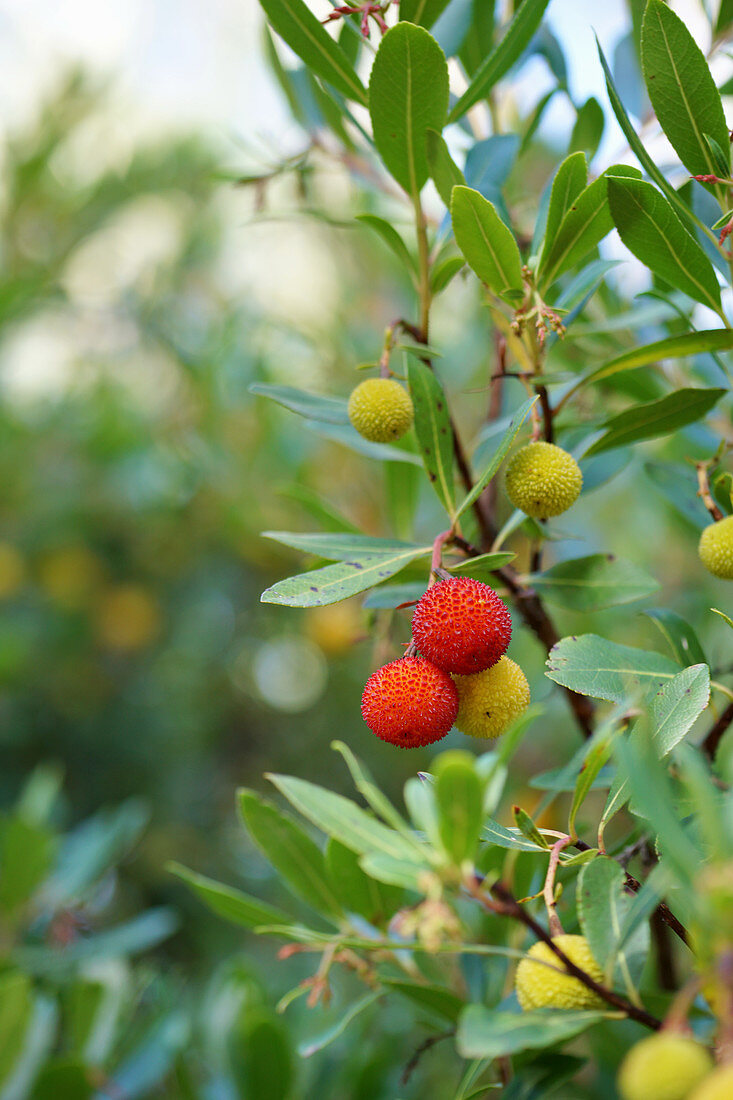 Erdbeerbaum mit gelben und roten Früchten