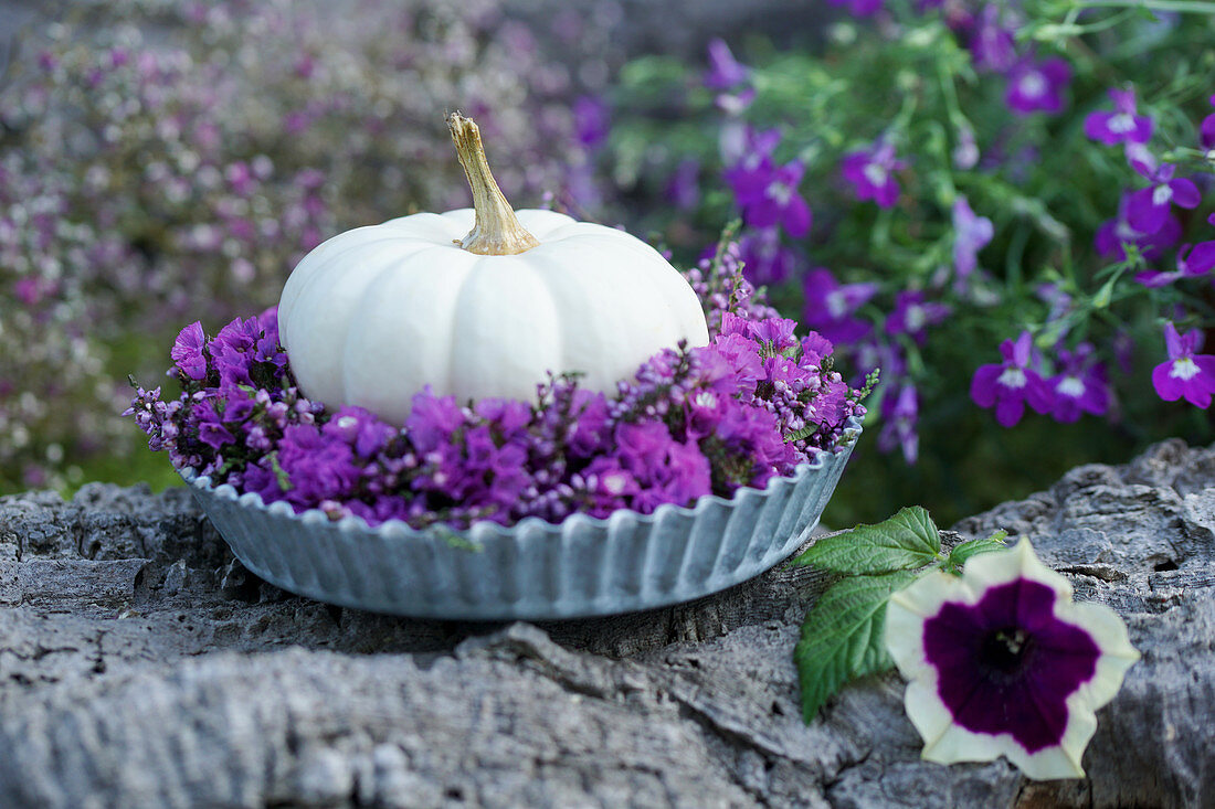White pumpkin in a wreath of broom heather and sea lavender, petunia blossom