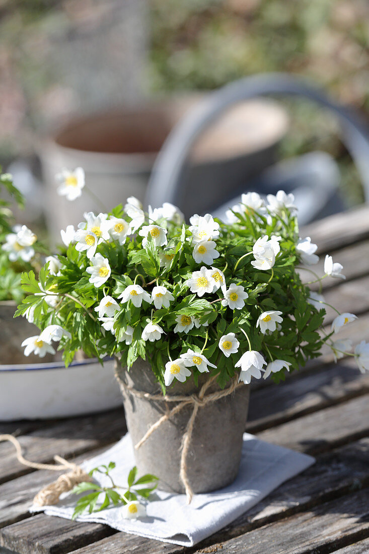 Wood anemone in a pot