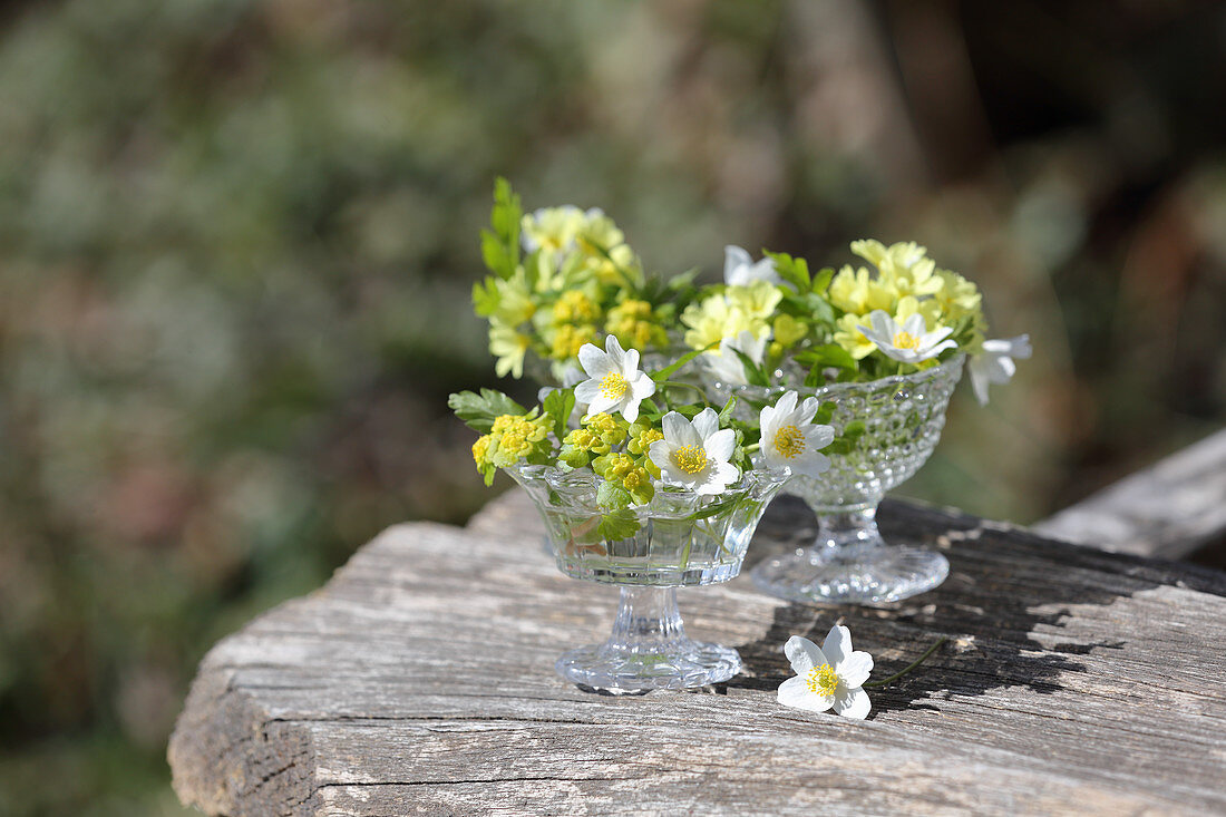 Small spring decoration with wood anemones, primroses, and spurges