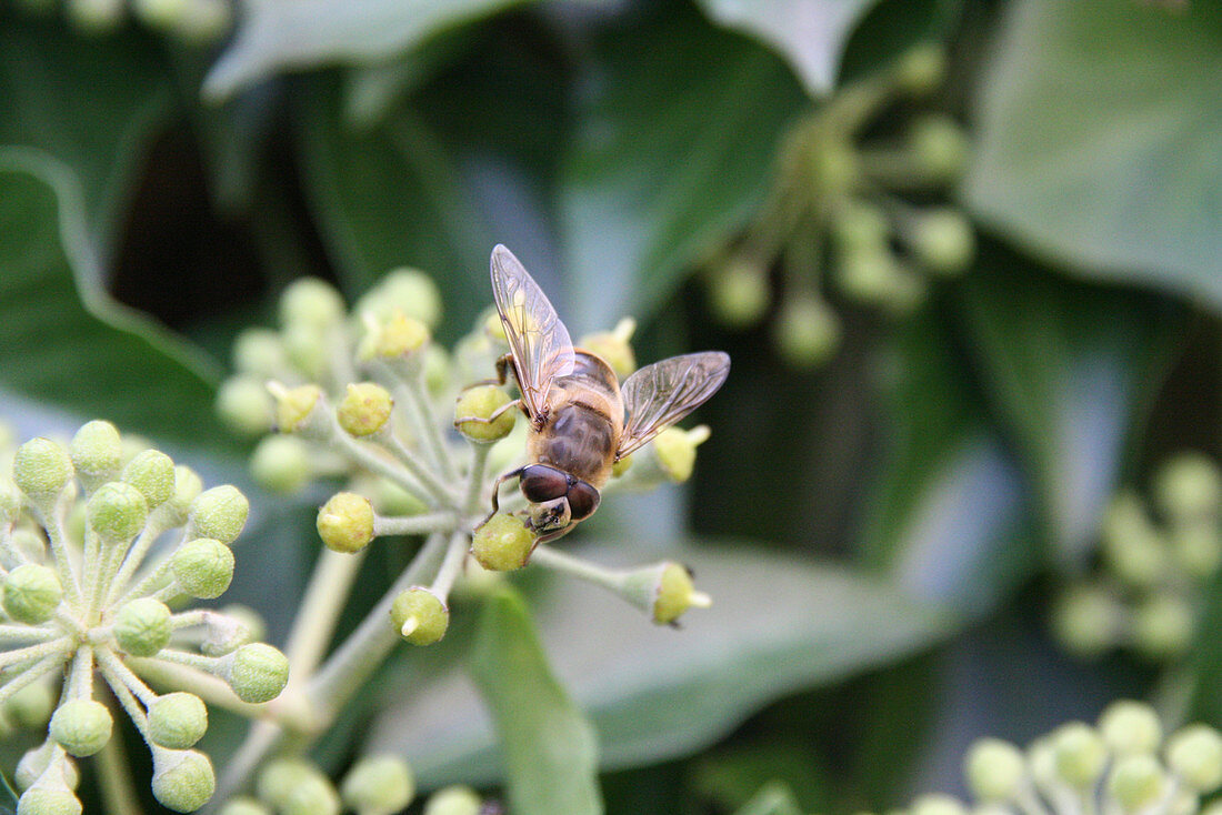 Mistbiene, auch Schlammbiene oder Scheinbienen-Keilfleckschwebfliege genannt auf Efeuknospen
