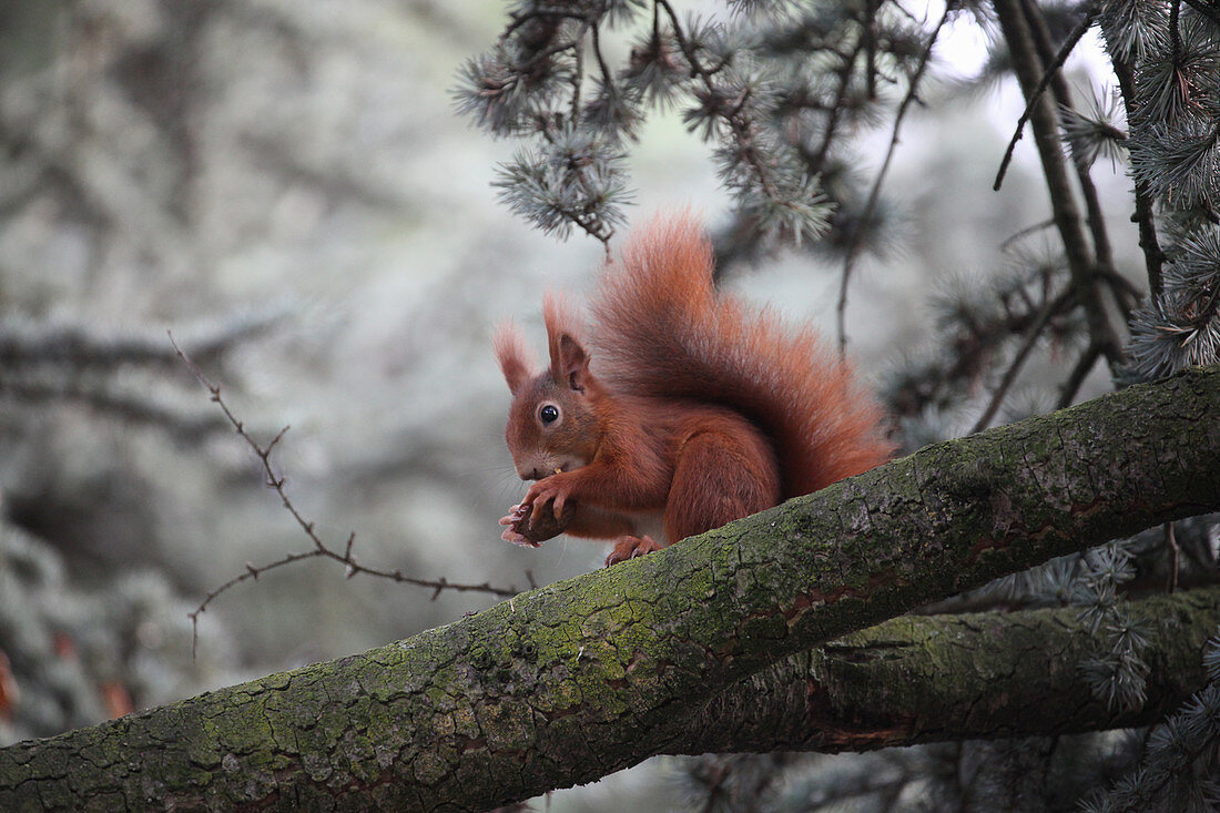 Red squirrel eating a nut