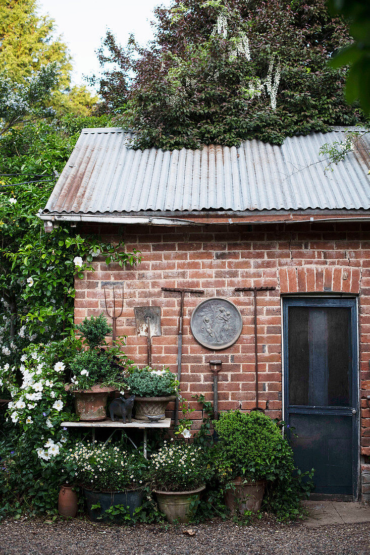 Potted plants in terracotta pots and flowering Alba roses in front of brick shed