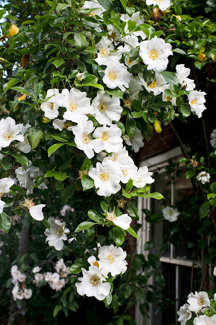 White flowering Cherokee roses