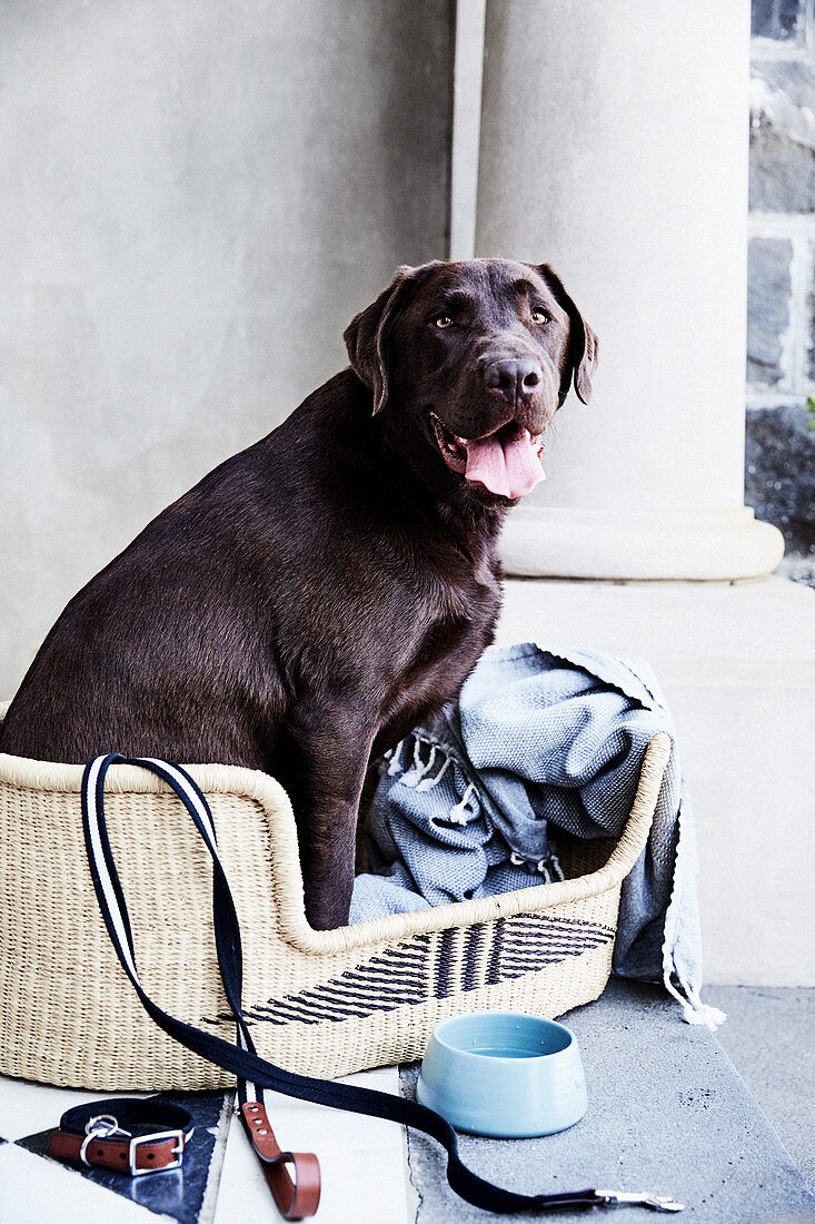Brauner Labrador sitzt im Hundekorb mit Leine, Halsband und Fressnapf