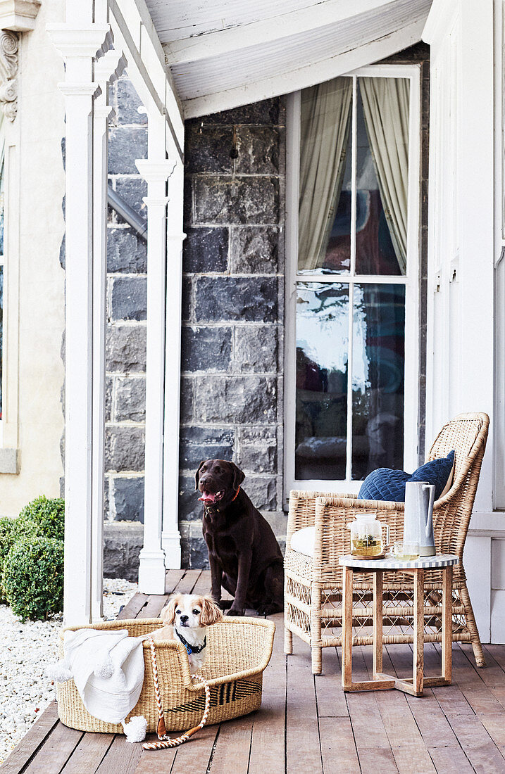 Dog in dog basket on patio with wicker chair