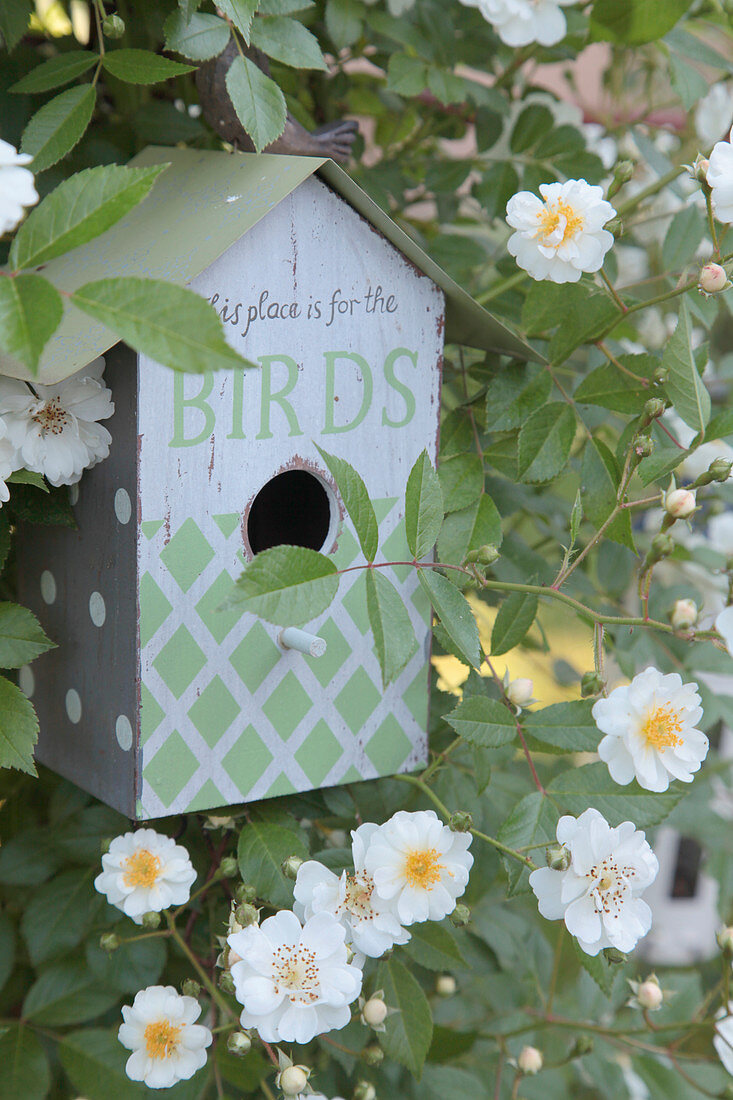 Bird nesting box surrounded by white climbing rose