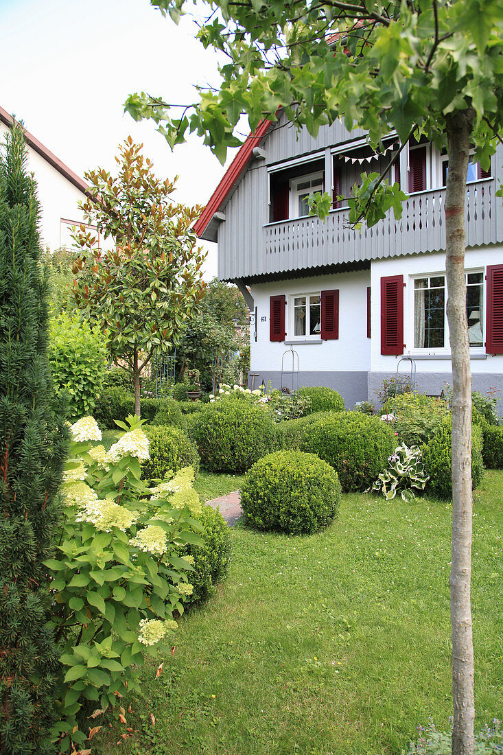 Hausgarten mit Rasen, Buchs-Kugeln und Strauchhortensie, Blick aufs Haus