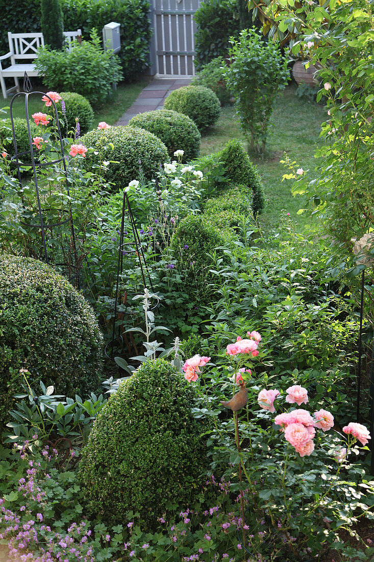 Garten mit Rosen zwischen Buchs Formschnitt