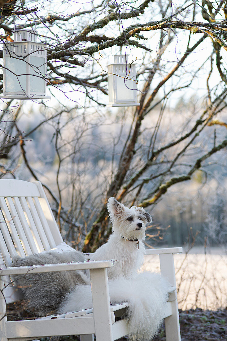 Small dog sitting on white-painted wooden bench below lanterns hung in tree in wintry garden