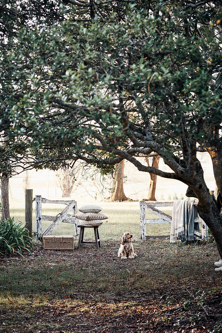 Dog in front of an open garden gate with cushions and blankets