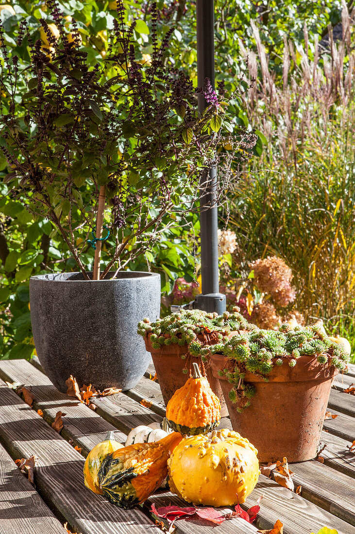 Ornamental squash on autumnal terrace
