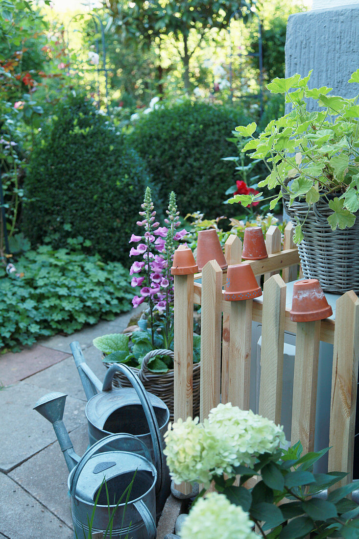 Fingerhut und Strauch-Hortensie am Zaun mit Tontöpfen