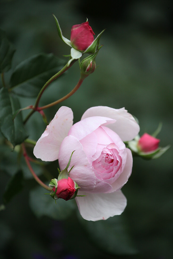 English rose 'Heritage' flower and buds