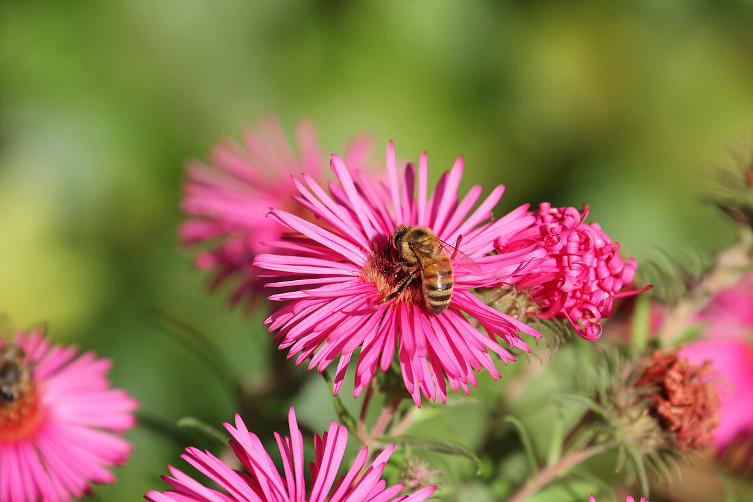 Biene auf Blüte von Raublattaster