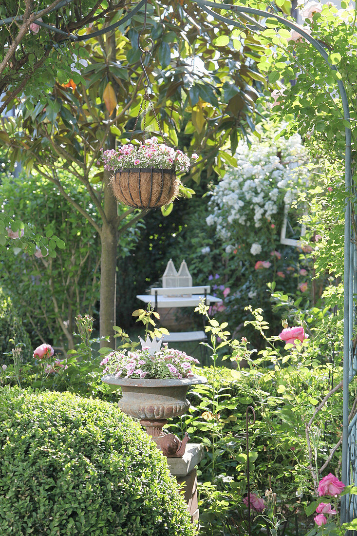 Blick durch Rosenbogen auf Vorgarten mit Magnolie Grandiflora und Sitzplatz